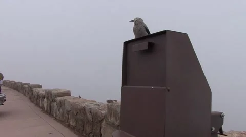 Clarks Nutcracker Rocky Mountain National Park Winter Stock Footage 43147050