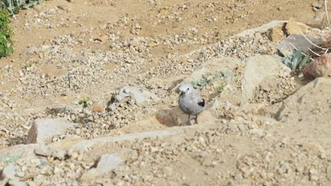 Clark's Nutcracker in Rocky Mountain National Park Stock Footage 282393792