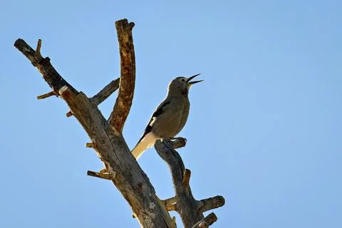 Clark's Nutcracker Singing Stock Photos