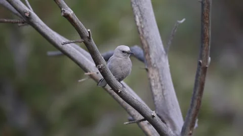 Clark's Nutcracker sitting in a dead tree Stock Footage 292834134
