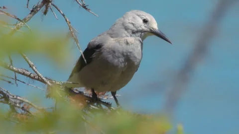 Clark's nutcracker sitting on a pine tree branch against blue sky Stock Footage 268325307