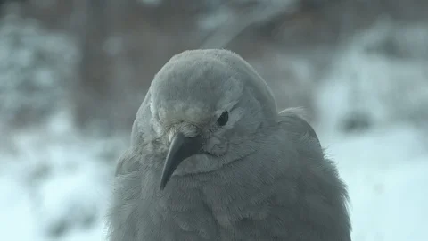 Clark's Nutcracker sitting in snow looks around nervously. Jasper, Canada. Stock Footage 118604085