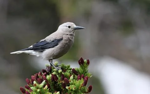 Clark's Nutcracker in a Spruce Tree Foto stock