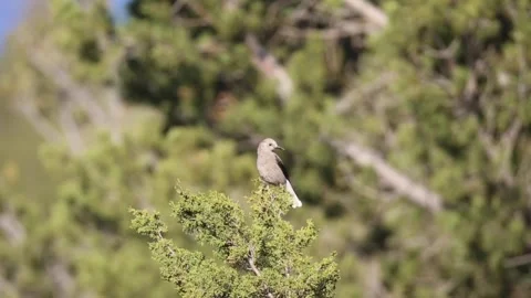 Clark's Nutcracker in a tree another one flies in 스톡 동영상 292834153