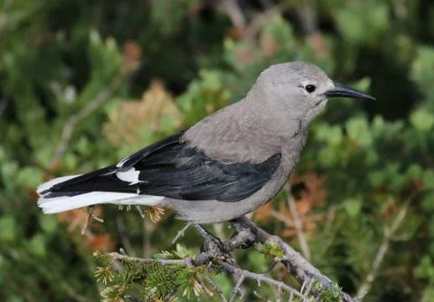 Clark's Nutcracker View Stock Photos
