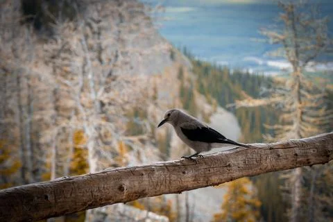 Clarks Nutcracker on Wooden Railing Stock Photos