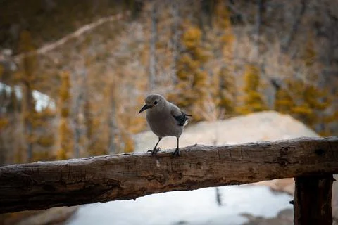Clarks Nutcracker on Wooden Railing Stock Photos