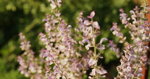 Clary sage Stock Footage 244742180