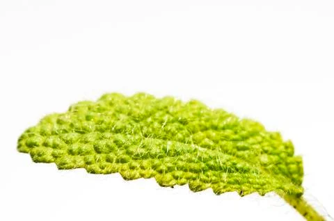 Clary sage Stock Photos