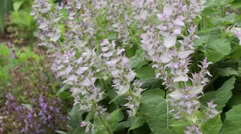 Clary (Salvia sclarea) Stock Footage 14829235