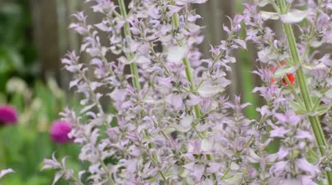 Clary (Salvia sclarea) Stock Footage 14829248