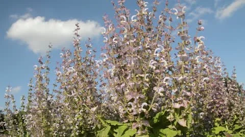 Clary (Salvia sclarea) Stock Footage 16715986