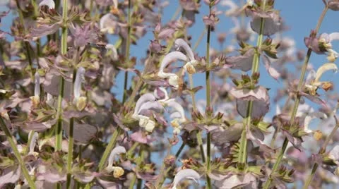 Clary (Salvia sclarea) Stock Footage 16716150