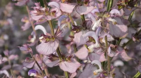 Clary (Salvia sclarea) Stock Footage 18082005