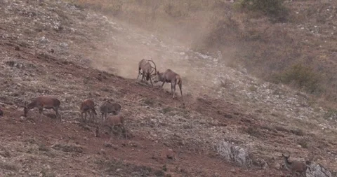 Clash between two stag Stock Footage 303581231