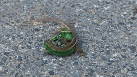 Clash of two males of sand lizard. Funny scene from wildlife. Reptiles behavior Stock Footage 134907361