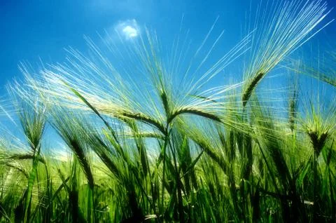 Classes of barley against the blue sky. Stock Photos
