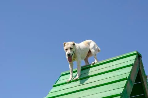Classes with pets at a special training site. Stock Photos