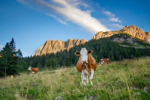 Classic alpine view with cows Stock Photos