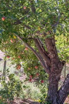 Classic apple tree, vertical format, natural organic ripe Red Heirloom Delicious Stock Photos
