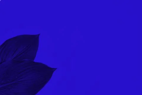 Classic blue hosta sheet on a blue background. horizontal image with copy spa Stock Photos