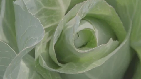 Classic cabbage in close up 1 Stock Footage 317888395