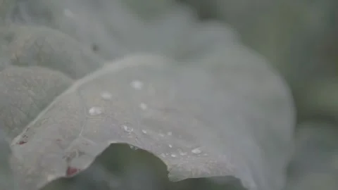 Classic cabbage in close up 12 Stock Footage 317889836