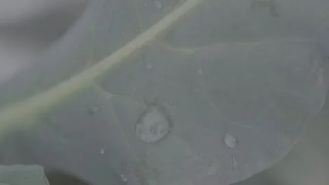 Classic cabbage in close up 16 Video stock 317889882