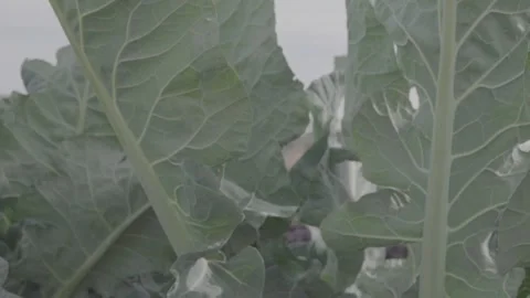 Classic cabbage in close up 5 Stock Footage 317888562