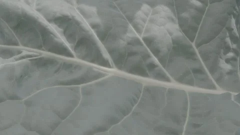 Classic cabbage in close up 6 Stock Footage 317888591