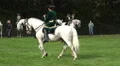 Classic cavalry big quadrille leader white horse urinates HD Footage