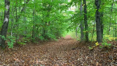 Classic Forest Path Carpeted with Fallen Autumn Leaves Stock Footage 170901141