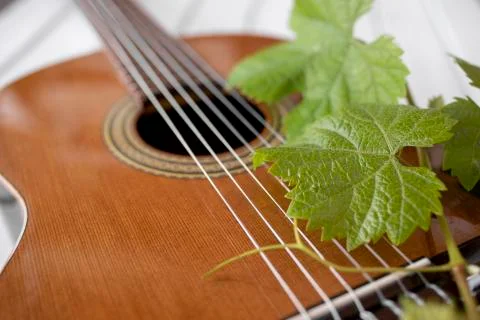 Classic guitar with vine leafs Stock Photos