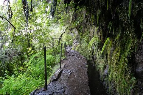 Classic Levada Path on Levada do Caldeirão Verde, PR9 Stock-Fotos