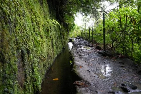 Classic Levada Path on Levada do Caldeirão Verde, PR9 Stock-Fotos