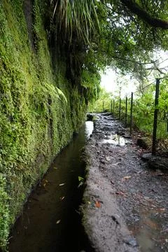 Classic Levada Path on Levada do Caldeirão Verde, PR9 Stock-Fotos