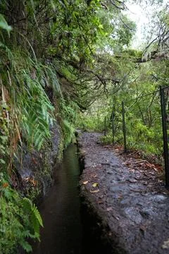 Classic Levada Path on Levada do Caldeirão Verde, PR9 Stock-Fotos