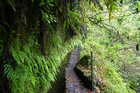 Classic Levada Path on Levada do Caldeirão Verde, PR9 Stock-Fotos
