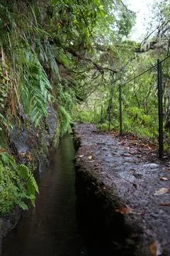 Classic Levada Path on Levada do Caldeirão Verde, PR9 Stock-Fotos