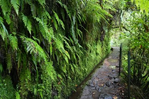 Classic Levada Path on Levada do Caldeirão Verde, PR9 Stock-Fotos