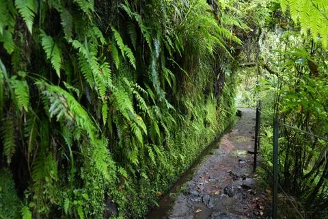 Classic Levada Path on Levada do Caldeirão Verde, PR9 Stock-Fotos