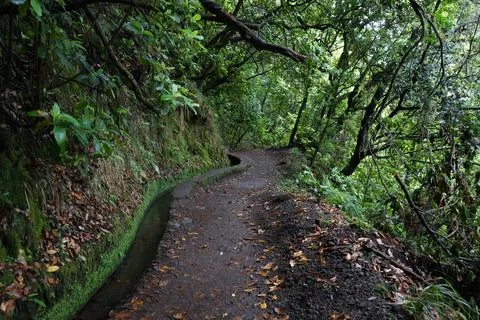 Classic Levada Path on Levada do Caldeirão Verde, PR9 Stock-Fotos