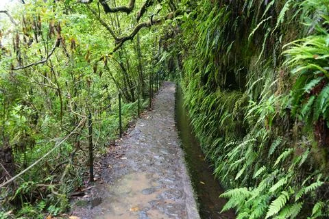 Classic Levada Path on Levada do Caldeirão Verde, PR9 Stock-Fotos