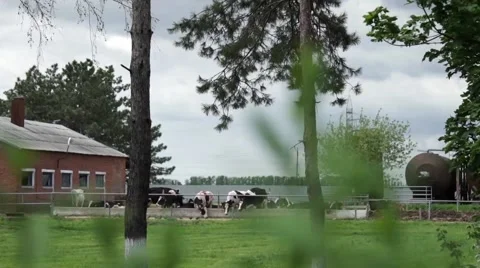 Classic milk cows on a farm Stock-Footage 62454736