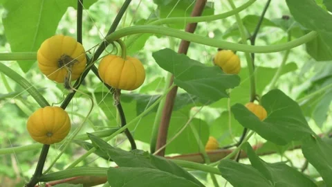 classic orange pumpkin squash growing in... | Stock Video | Pond5