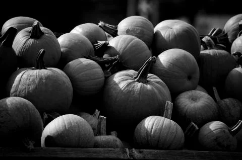 Classic Pumpkins Stock Photos