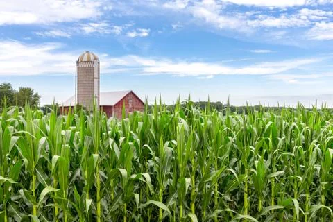 Classic Red Barn in a Corn Field Stock Photos