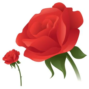 Classic rose Stock Illustration