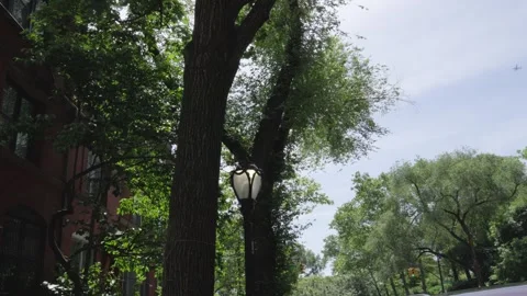 A classic rustic street lamp stands between two old New York city trees in f Stock Footage 242365992