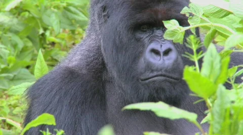 A classic shot of a mountain gorilla in the volcanic mountains of Rwanda. Stock Footage